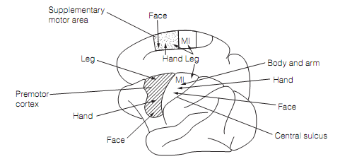 1209_Motor cortex 1.png